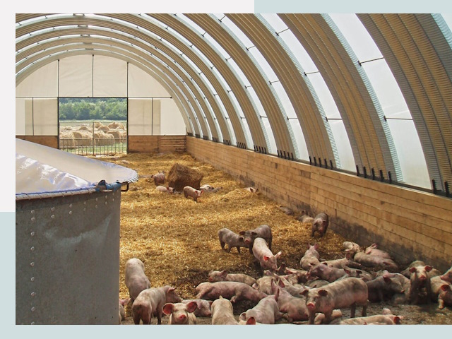 Строительство свинарников в Нижнекамске